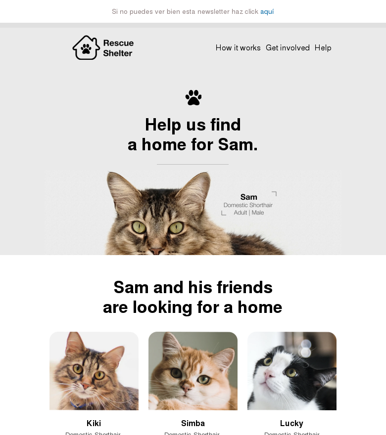 Plantilla email marketing A home for sam